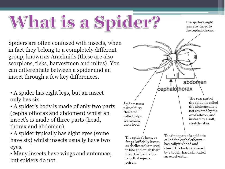 spider body parts diagram for kindergarten