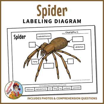 spider body parts diagram for kindergarten