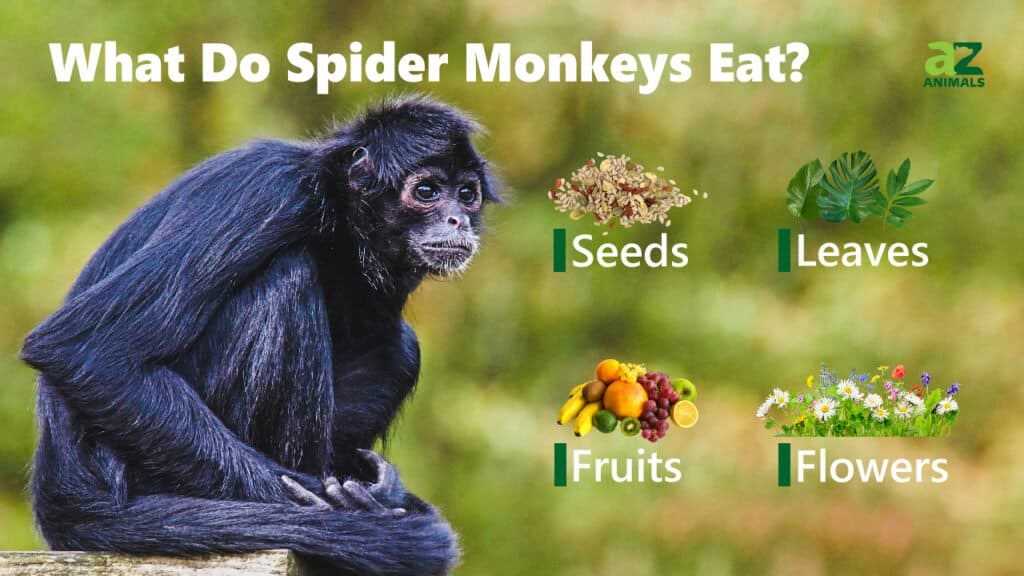 spider monkey body parts diagram