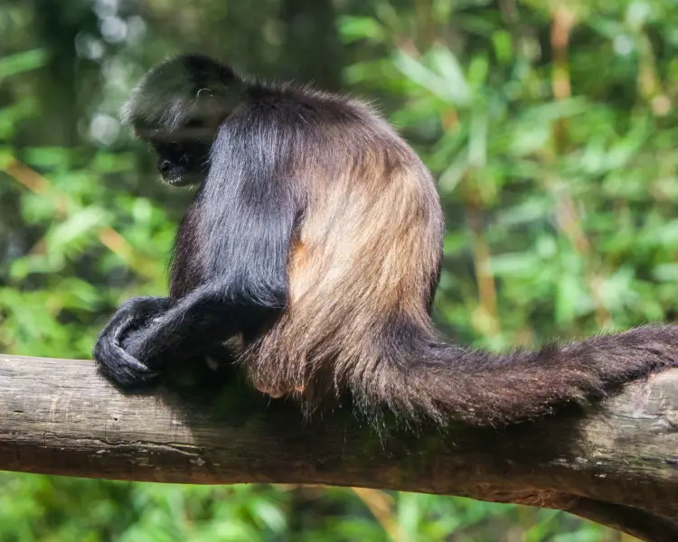 spider monkey body parts diagram