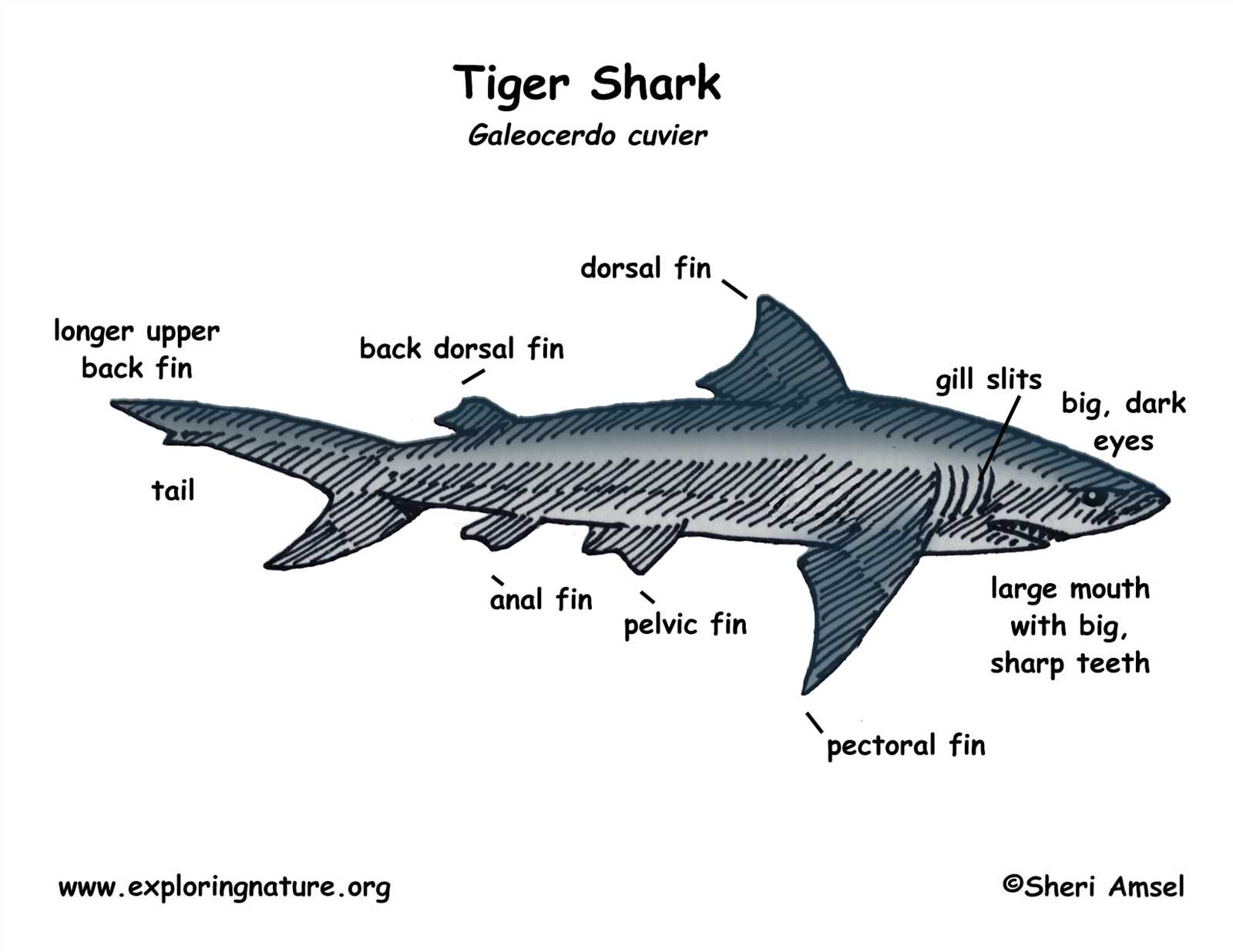 tigershark parts diagram