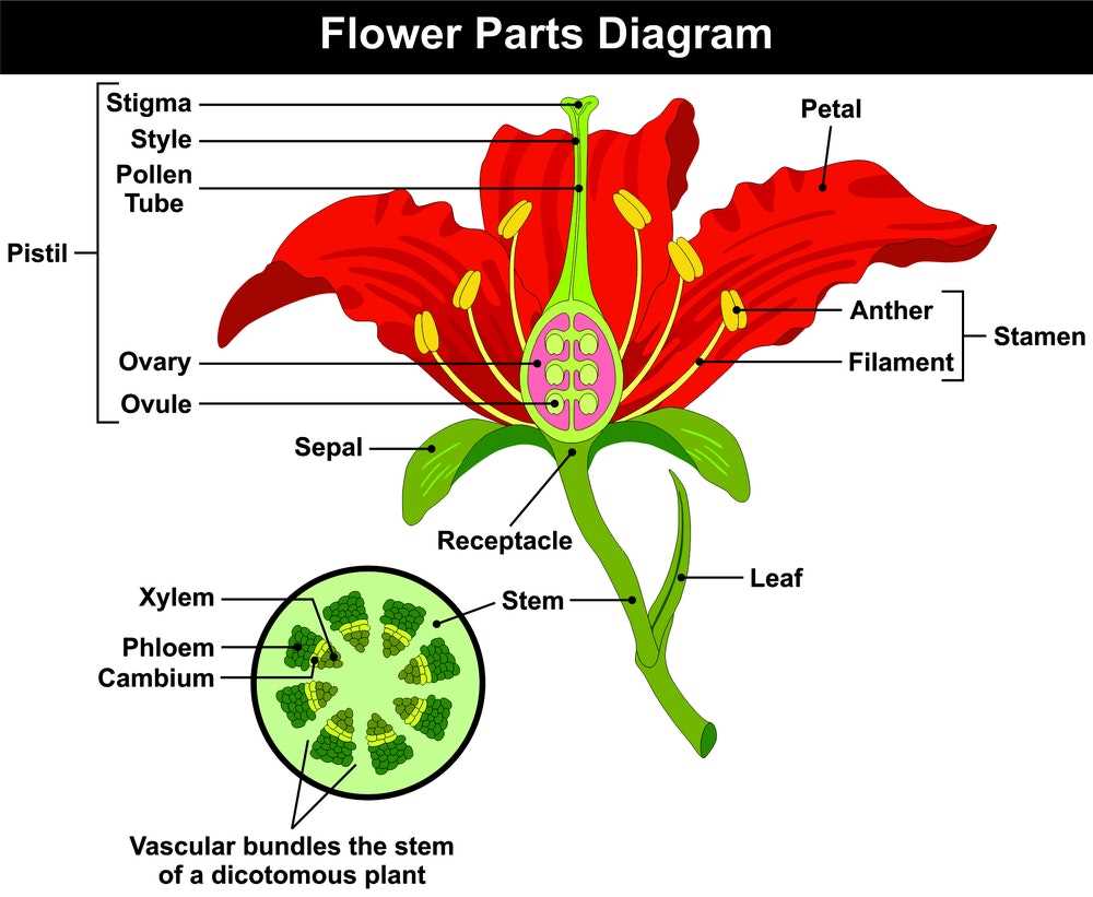 tulip flower parts diagram