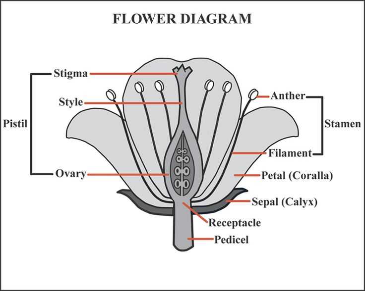 what are the parts of a flower with diagram