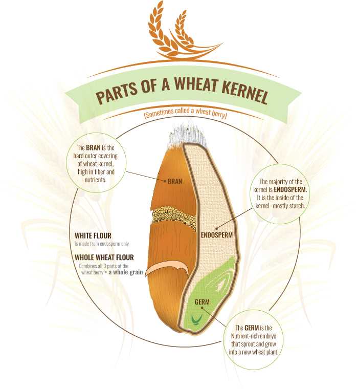 wheat diagram parts