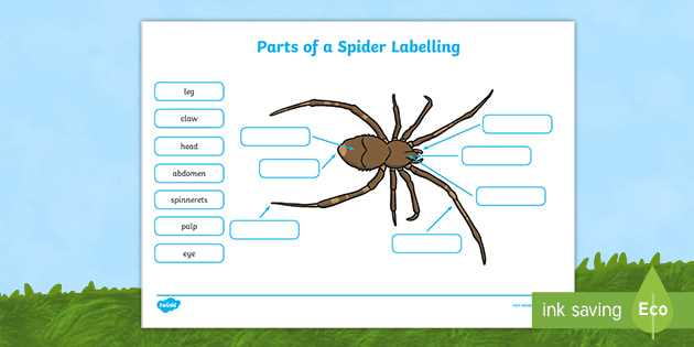 spider body parts diagram for kindergarten