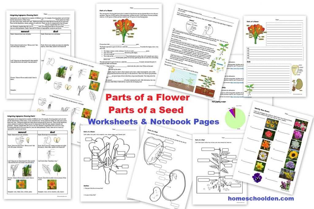 parts of a flower diagram worksheet