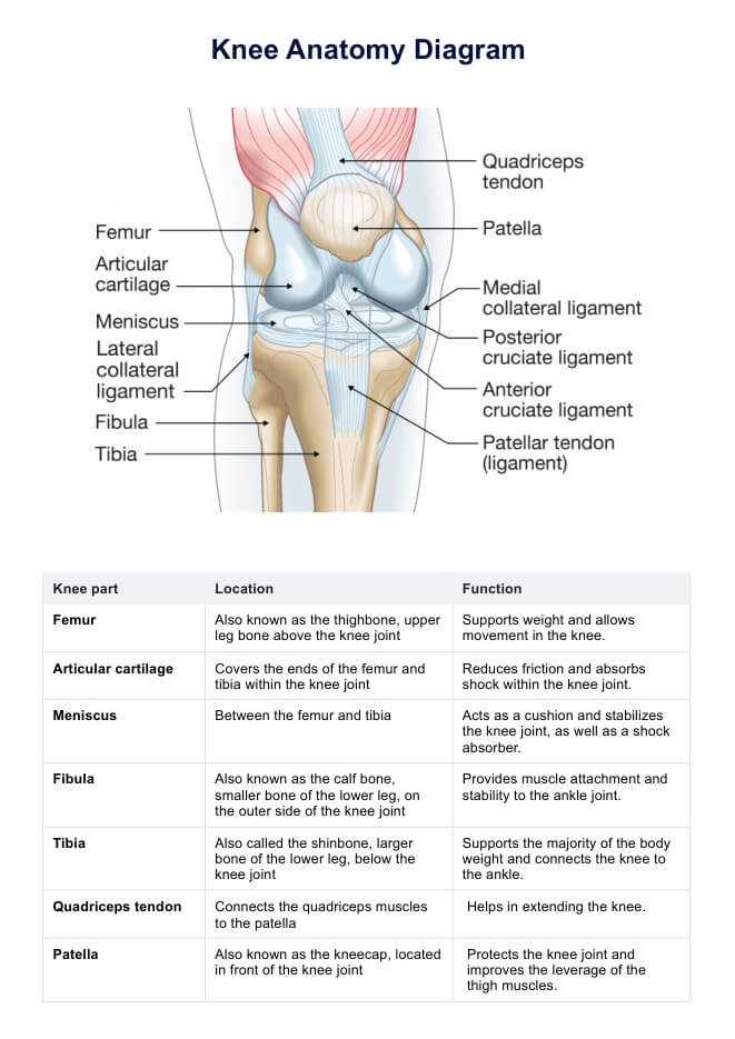 knee parts diagram