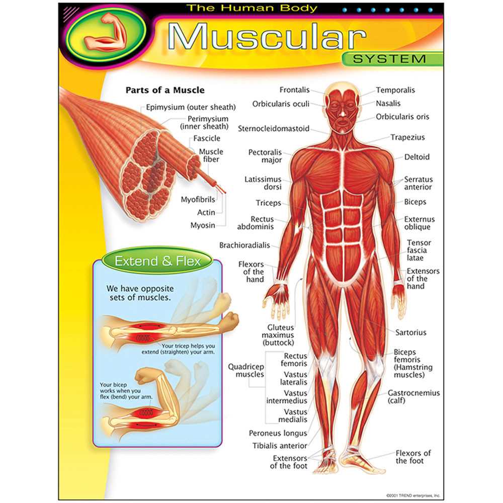 muscular system parts diagram