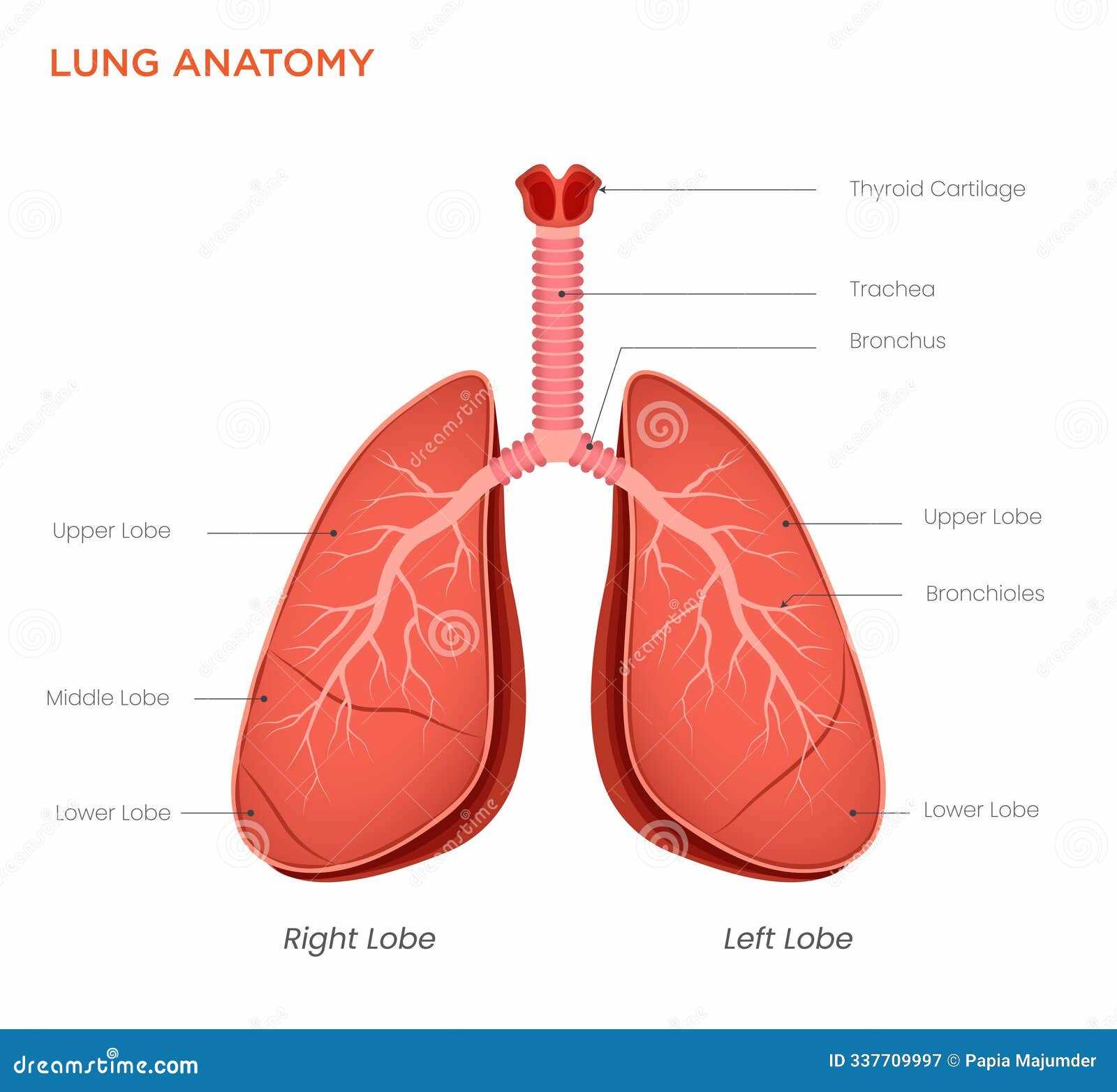 respiratory system parts diagram