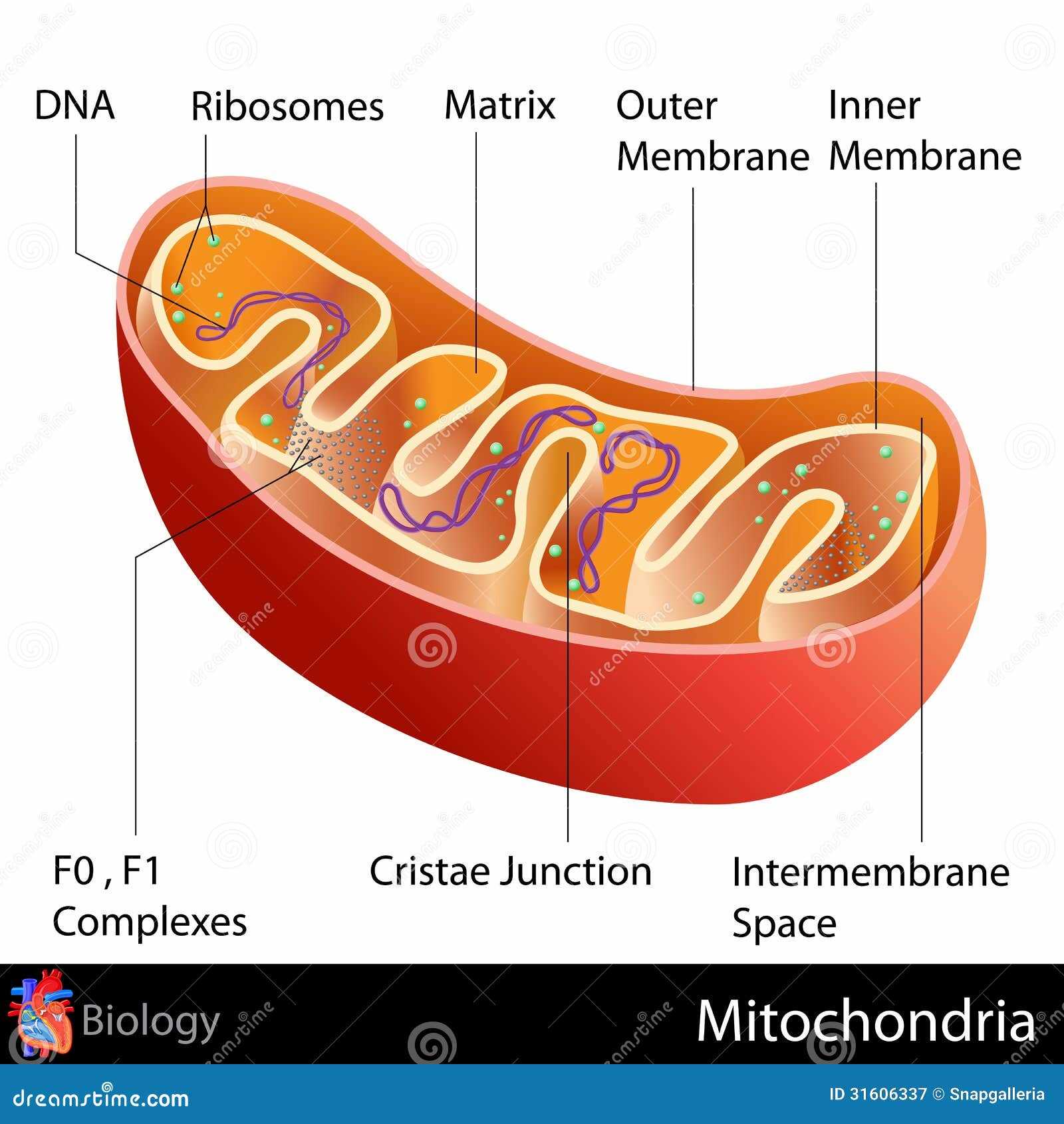 mitochondria diagram with parts