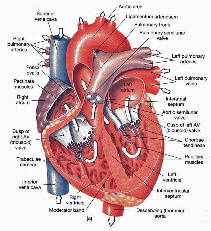 parts of the heart diagram