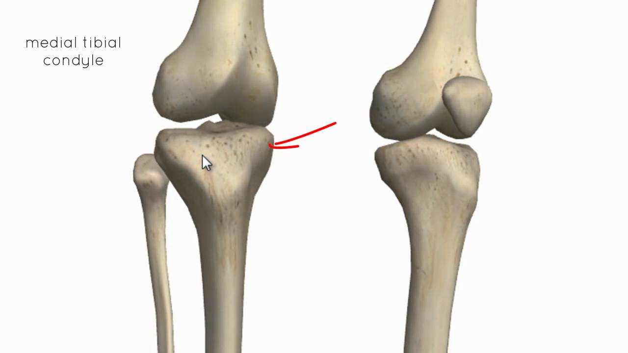knee parts diagram