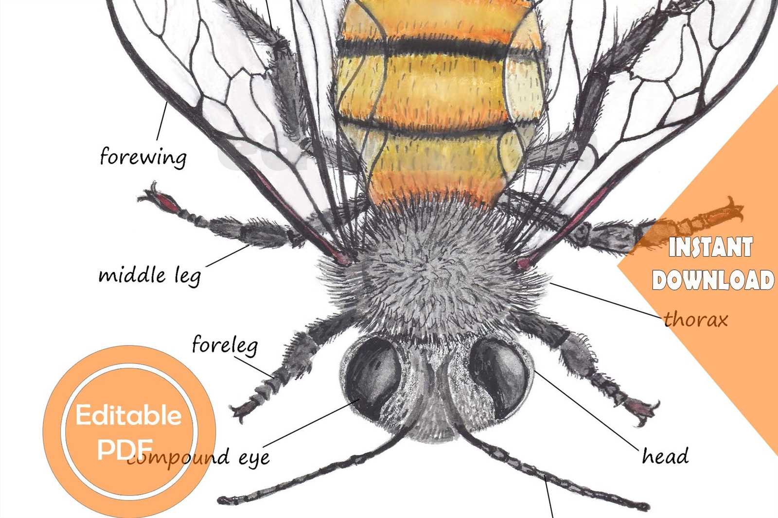 bee body parts diagram