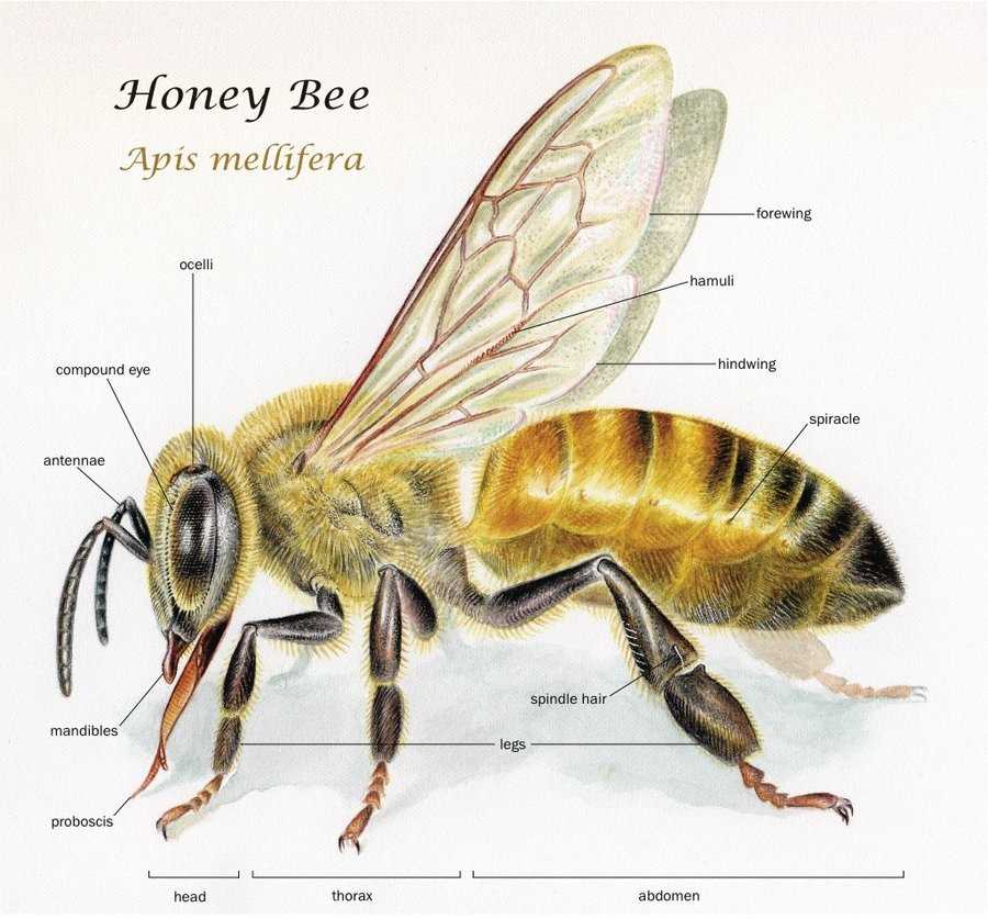 bee body parts diagram