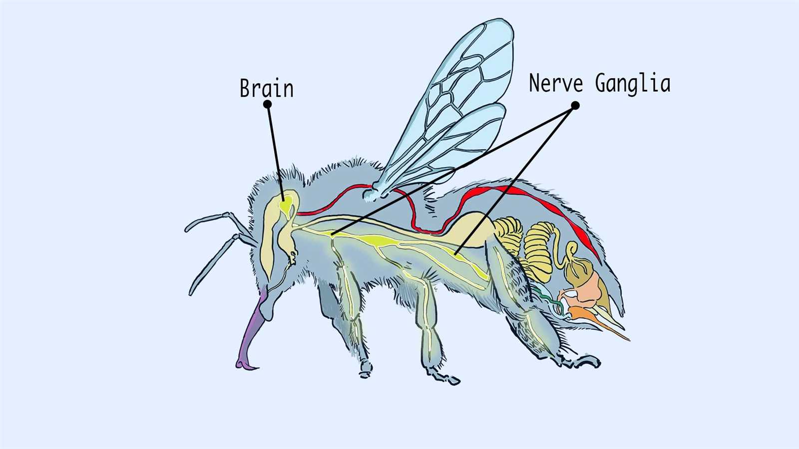 bee body parts diagram