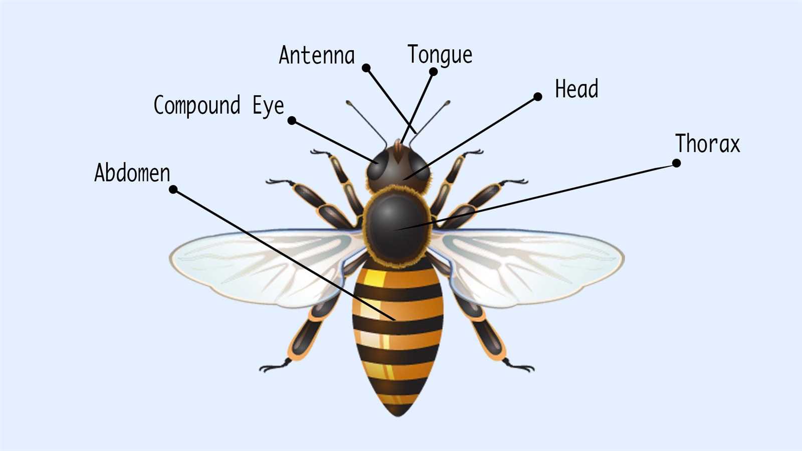 bee body parts diagram