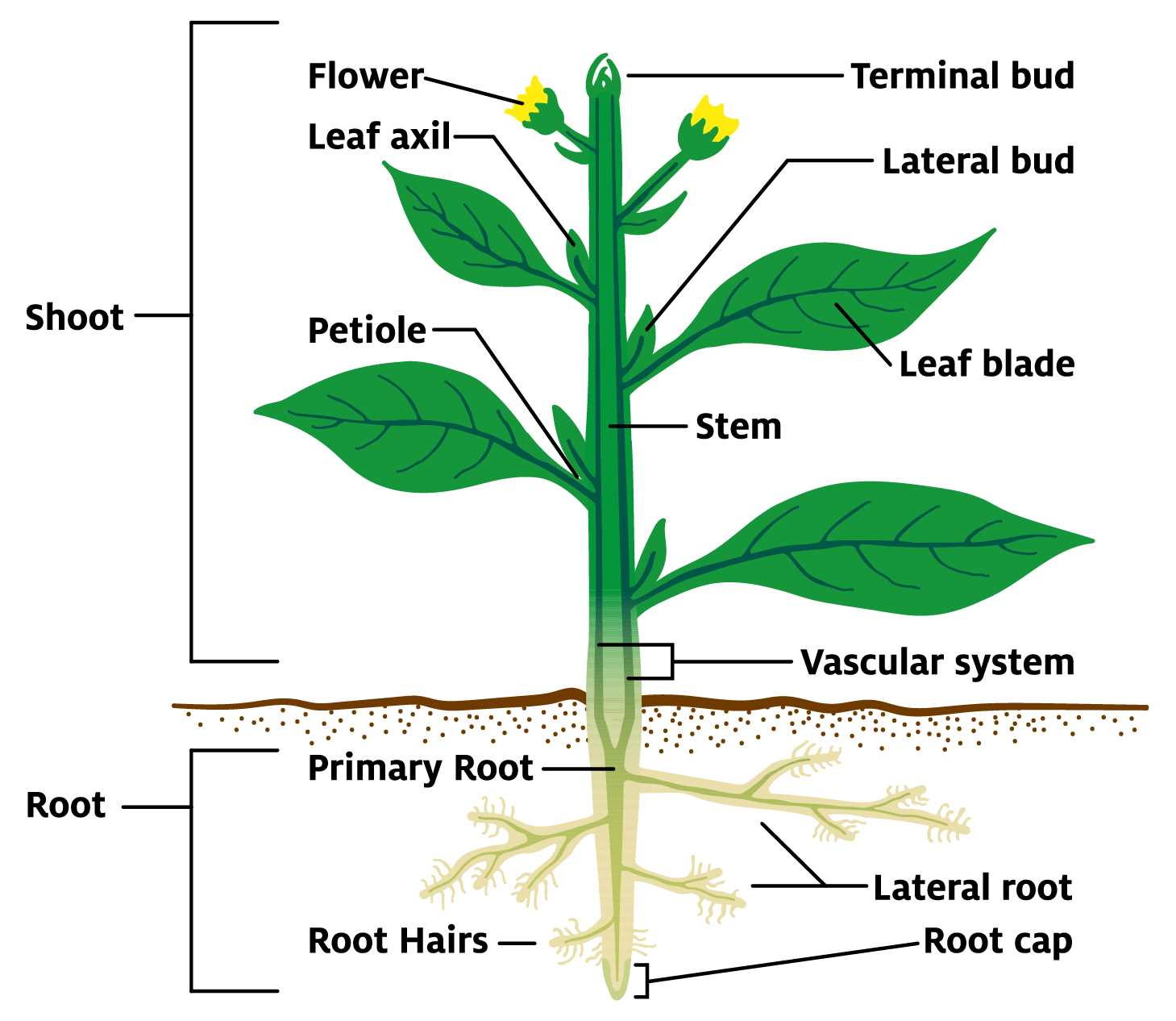 what are the parts of a flower with diagram