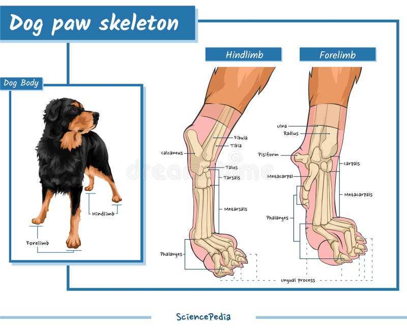 dog body parts diagram