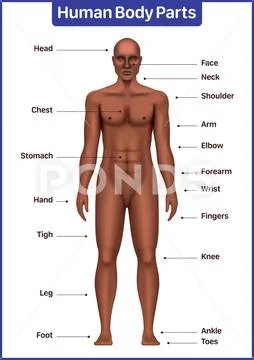 body muscle parts diagram