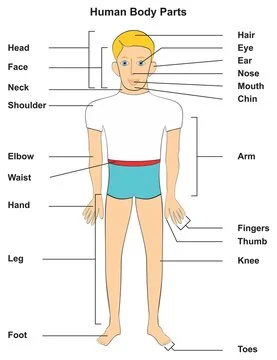 body muscle parts diagram