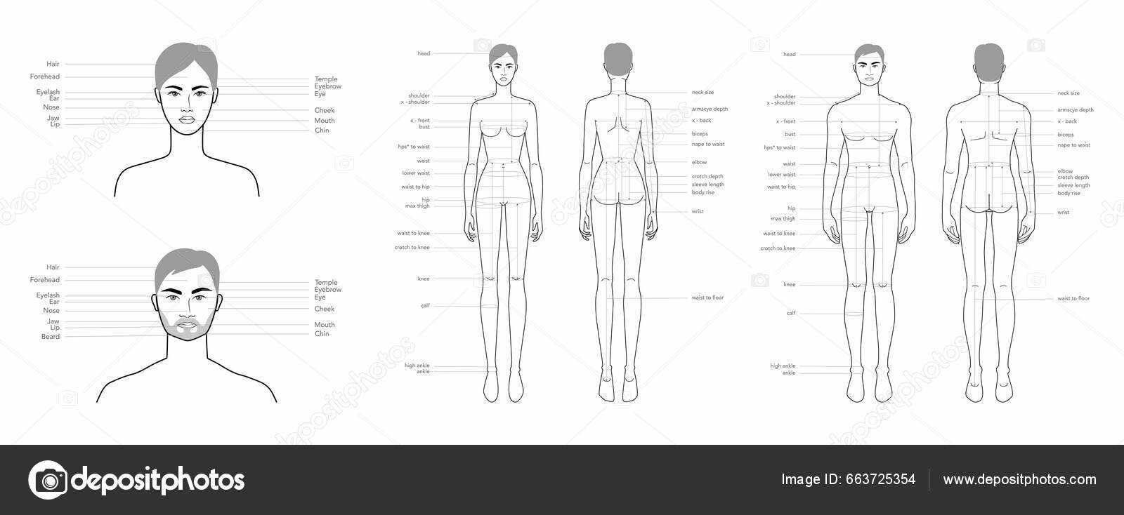 body parts diagram with names