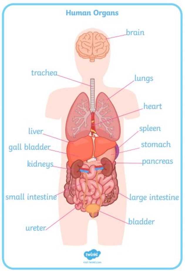 body parts diagram with names