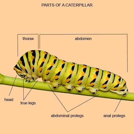 body parts of a caterpillar diagram