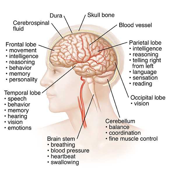 3 parts of the brain diagram