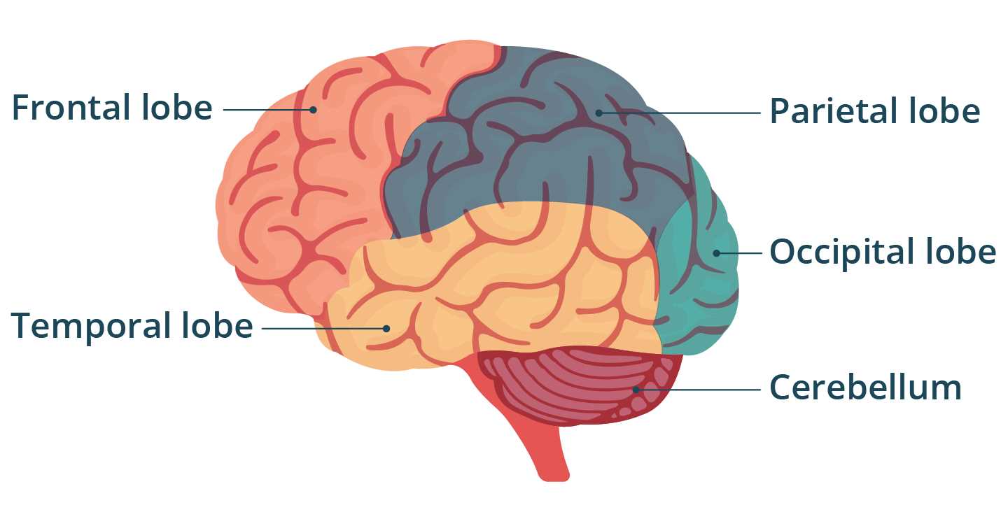 brain diagram and what each part does