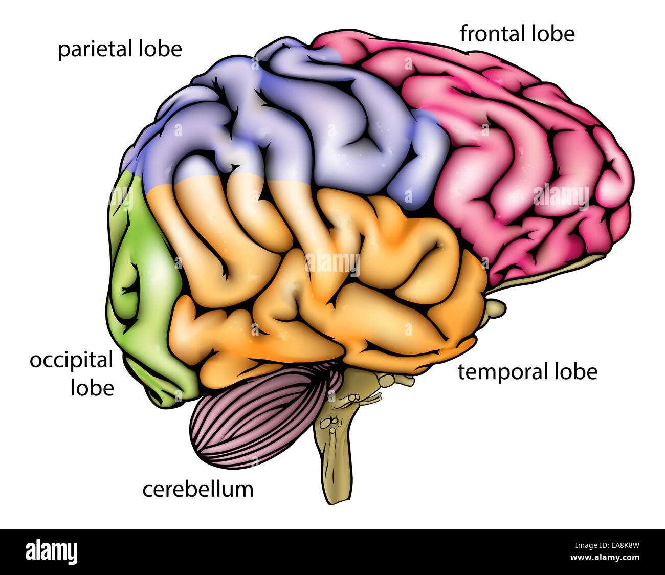 brain diagram parts and functions