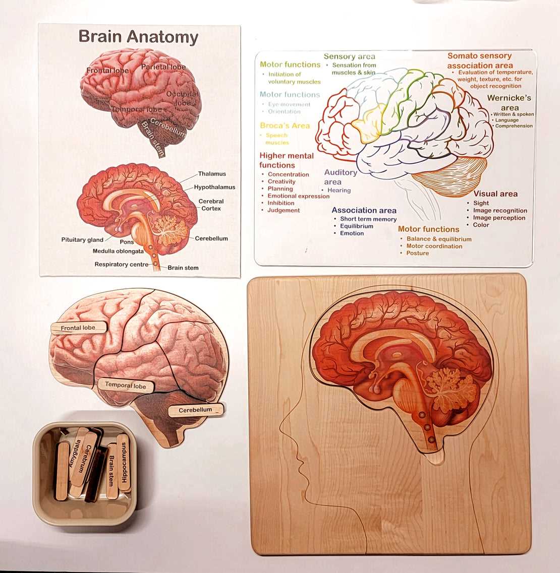 brain diagram parts and functions