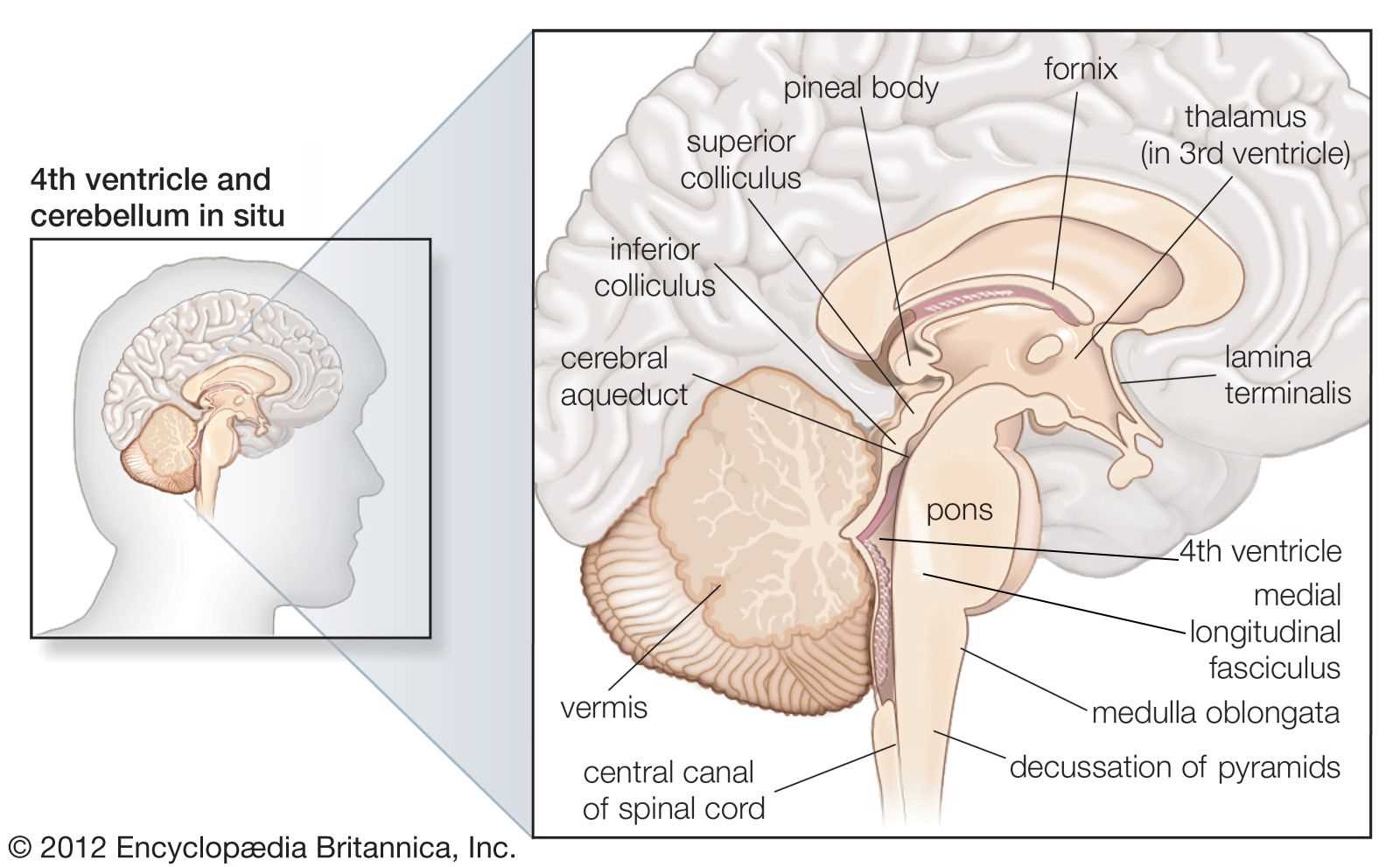 brain parts and functions diagram