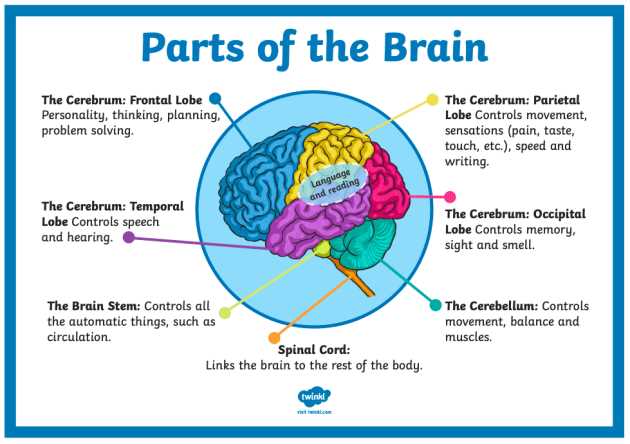 brain parts and functions diagram