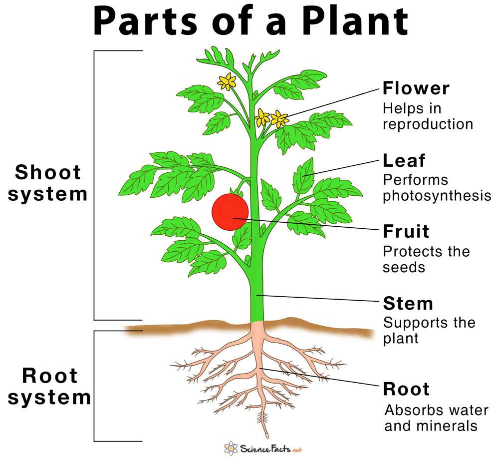 parts of a flower diagram