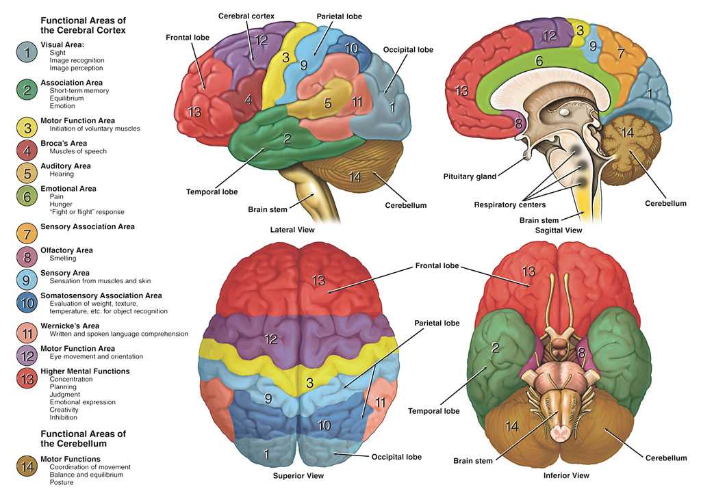 3 parts of the brain diagram