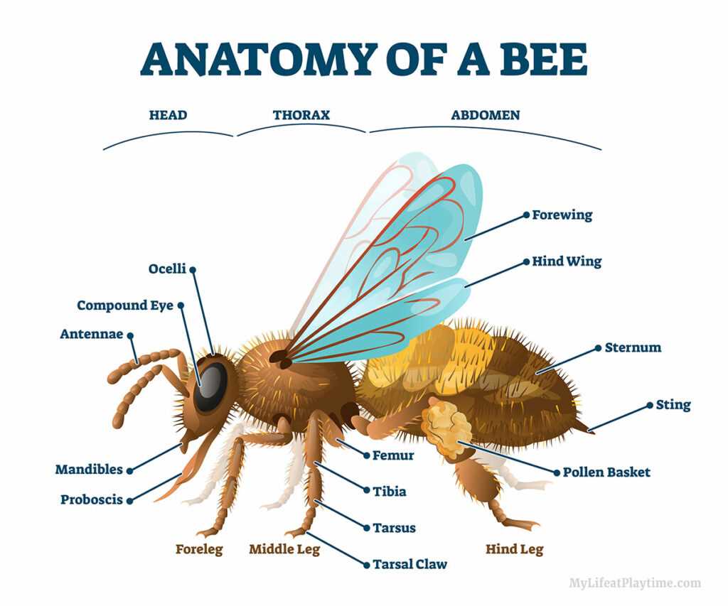 honey bee mouth parts diagram