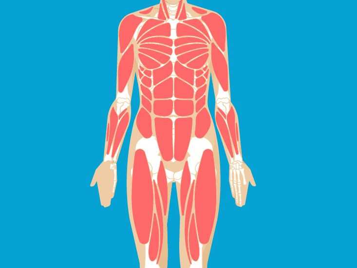 body muscle parts diagram