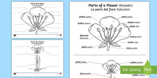 parts of a flower diagram quiz