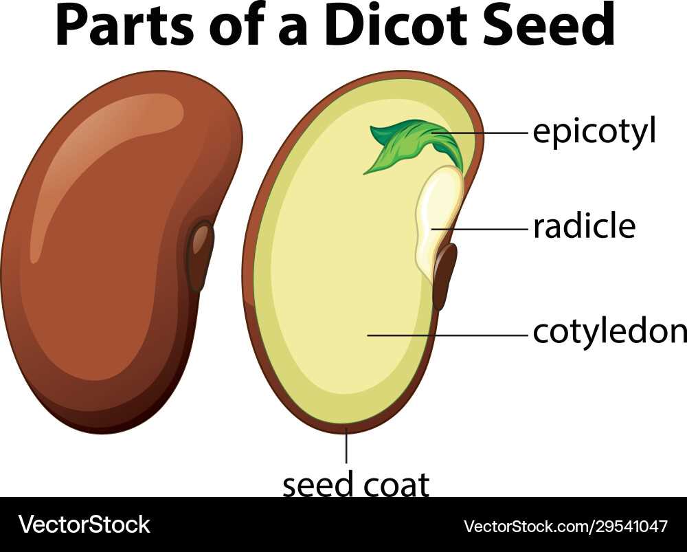 diagram parts of a seed