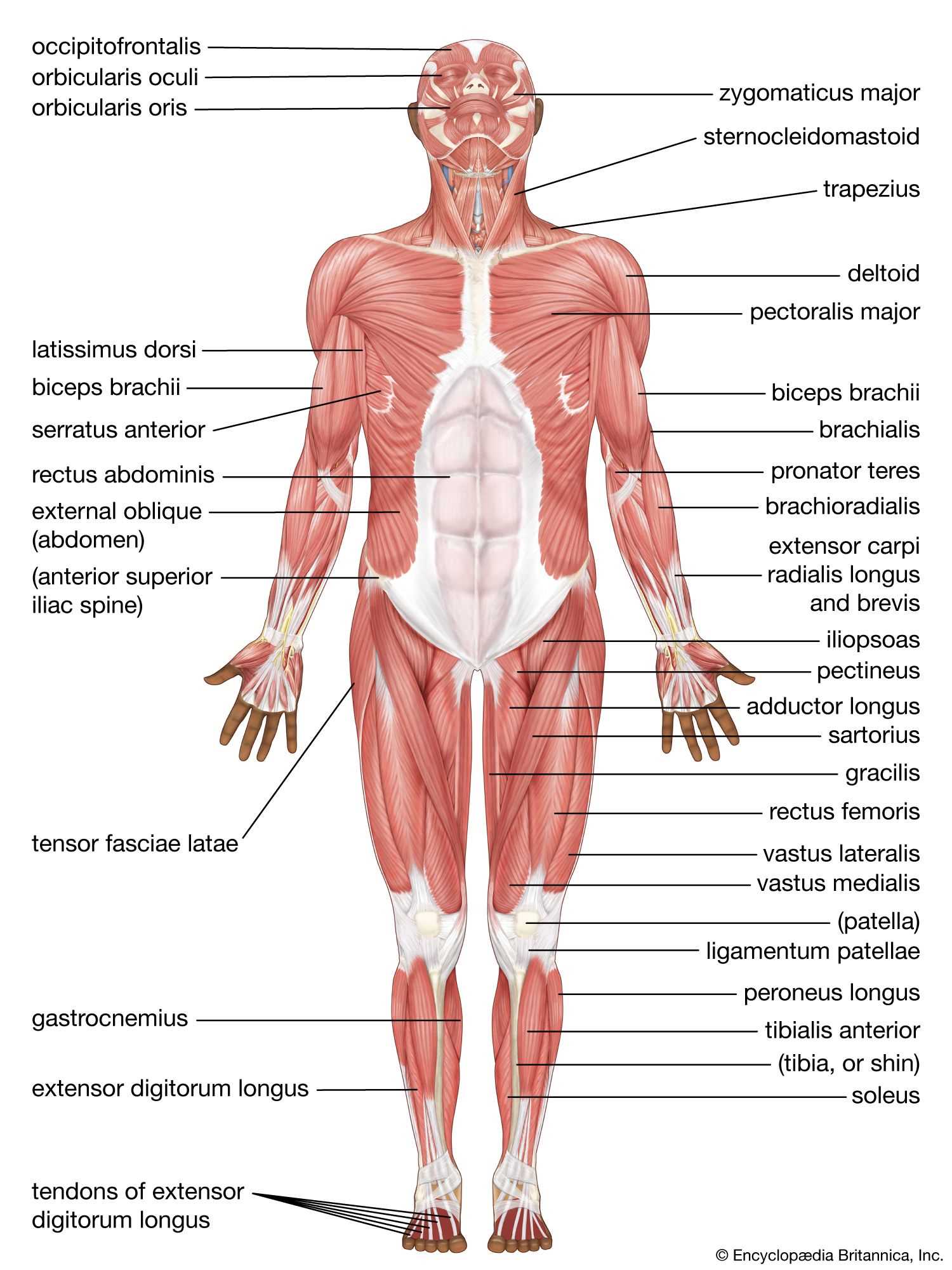 parts of body diagram