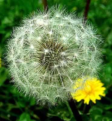 diagram dandelion parts labeled