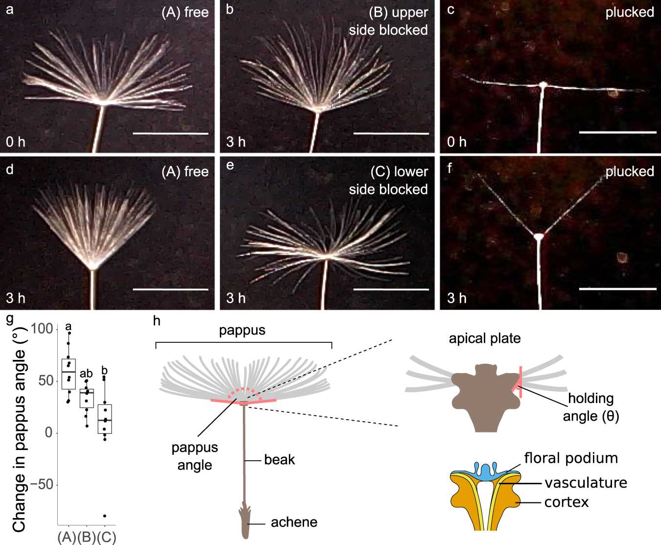 diagram dandelion parts labeled