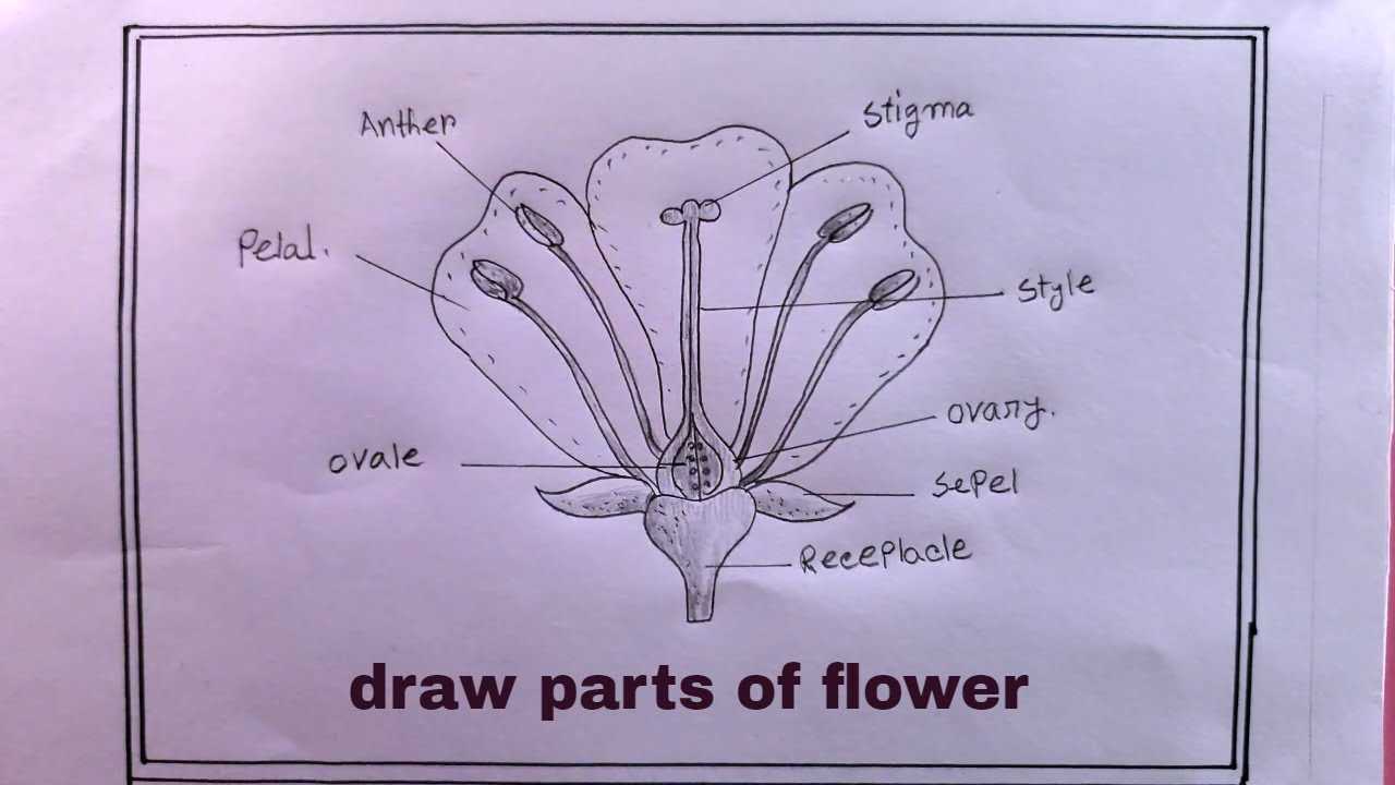 diagram flower parts