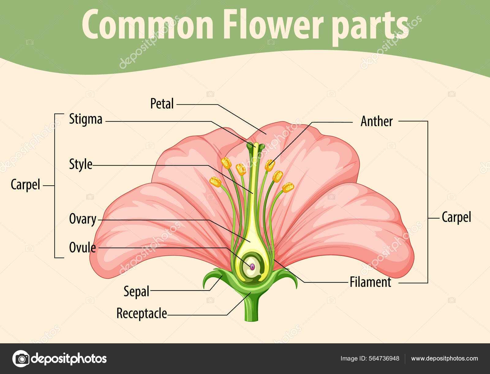 diagram flower parts