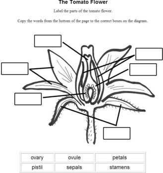 diagram flower parts