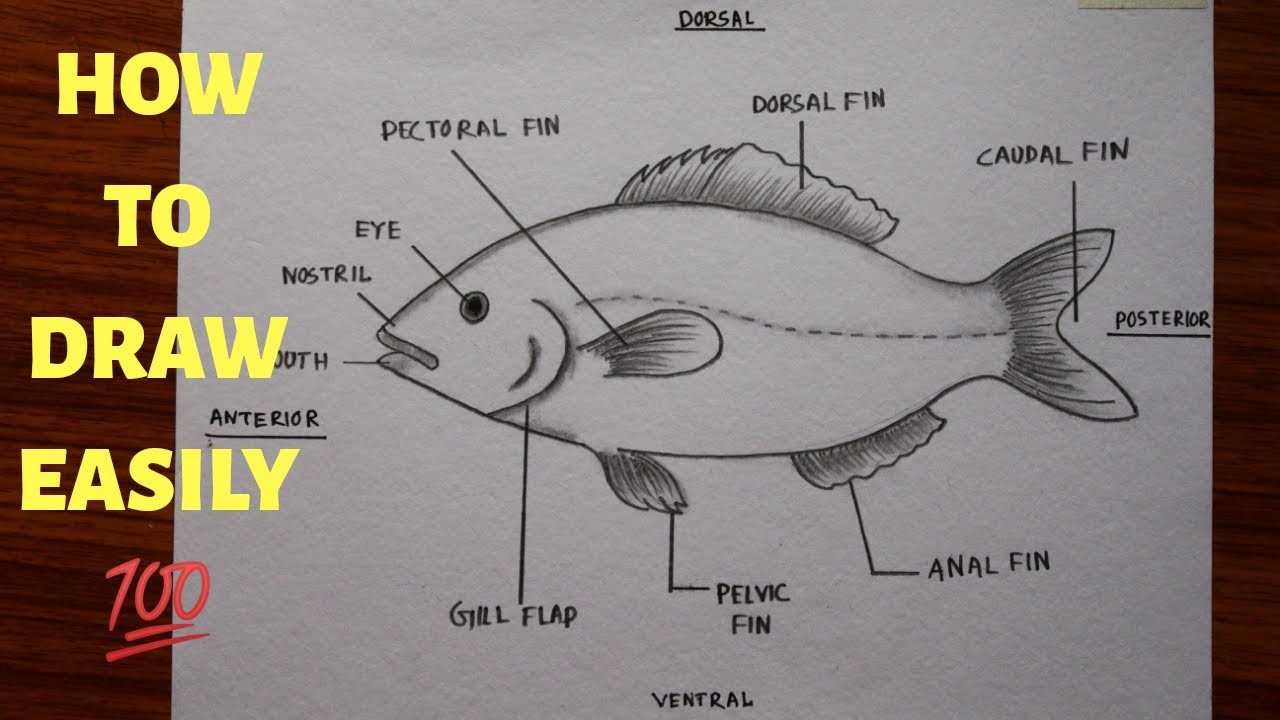 diagram of a fish and its parts