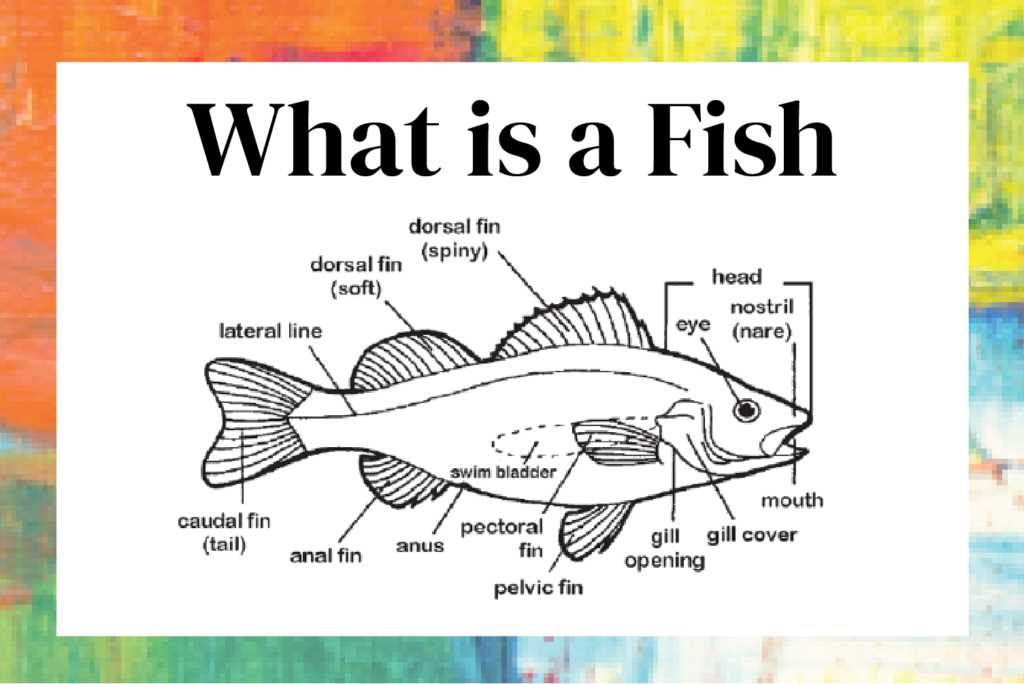 diagram of a fish and its parts