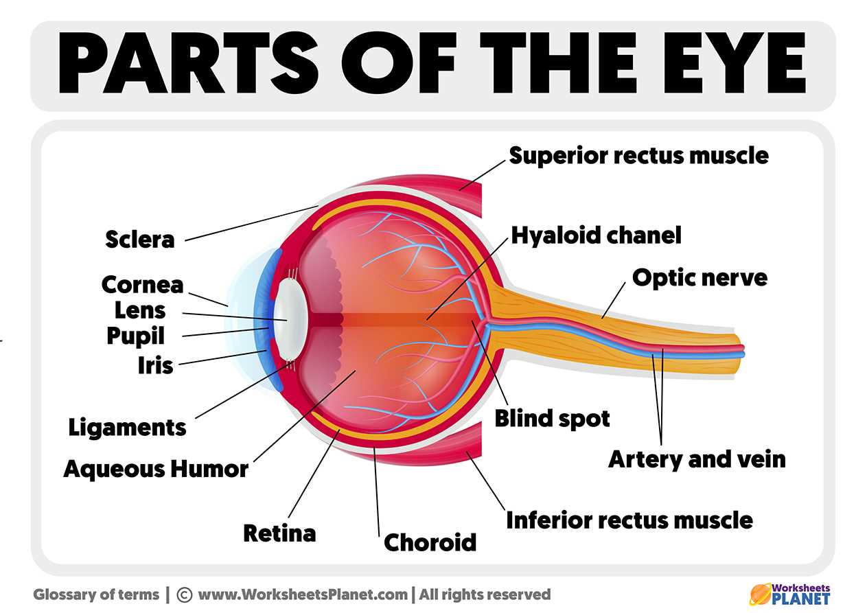 diagram of the parts of the eye