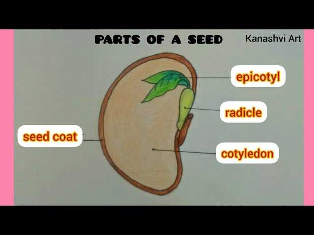 diagram parts of a seed