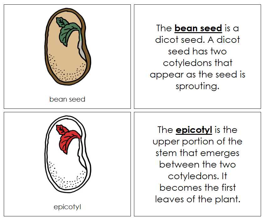 diagram parts of a seed